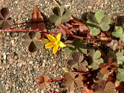 Horn-Sauerklee (Oxalis corniculata) in Schwetzingen - Ursprung: Mittelmeergebiet