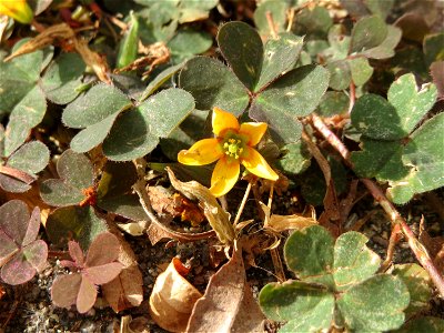 Horn-Sauerklee (Oxalis corniculata) in Schwetzingen - Ursprung: Mittelmeergebiet