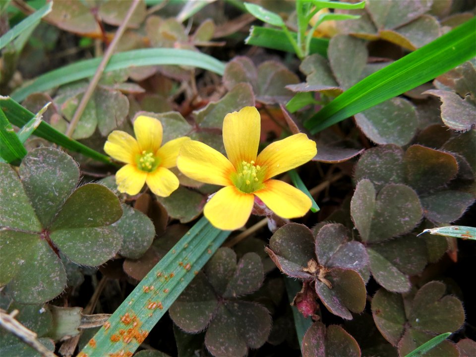 Horn-Sauerklee (Oxalis corniculata) in Hockenheim - Ursprung: Mittelmeergebiet