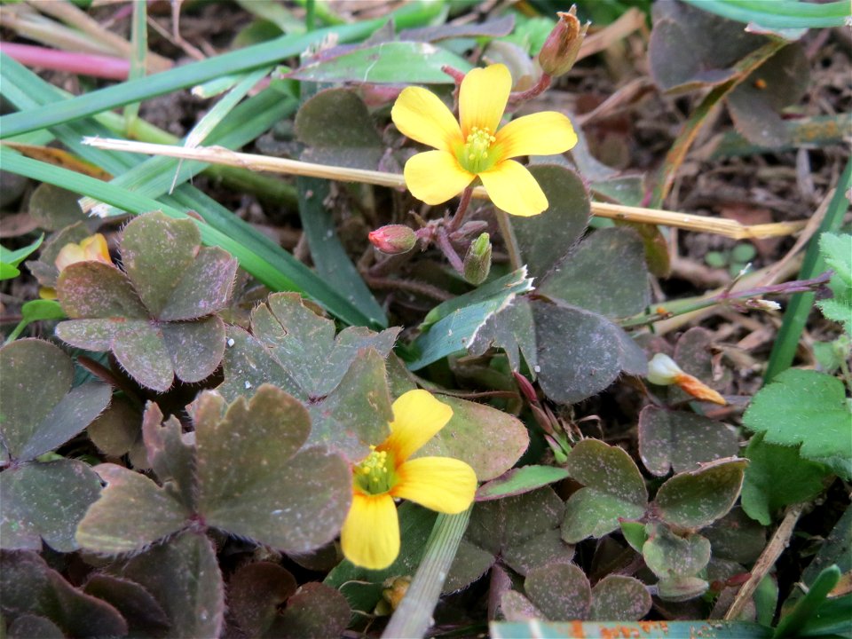 Horn-Sauerklee (Oxalis corniculata) in Hockenheim - Ursprung: Mittelmeergebiet