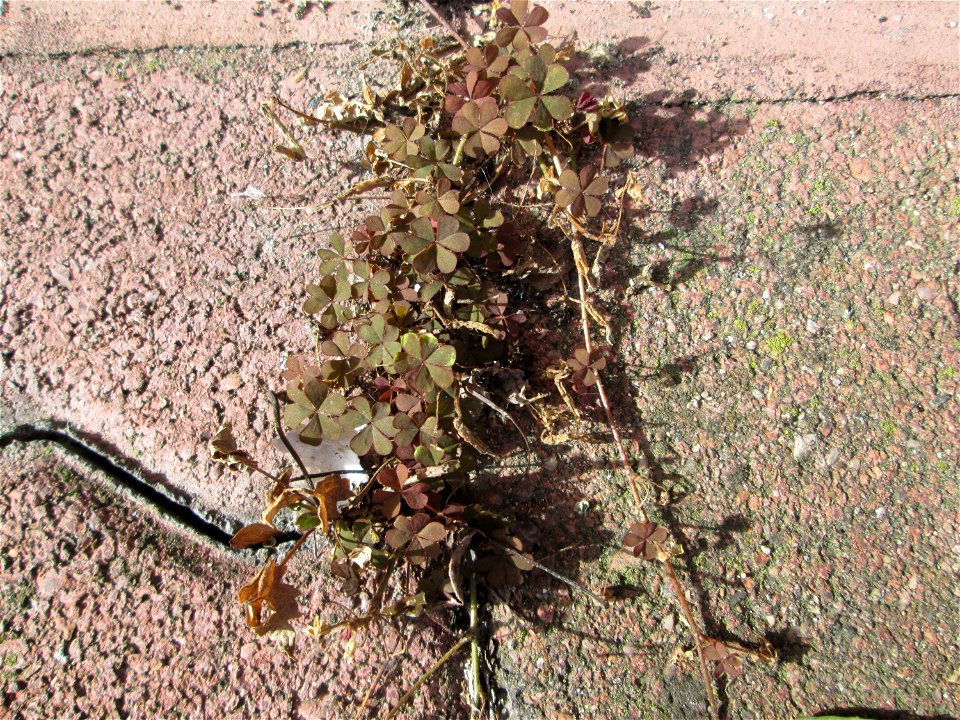 Ritzen-Botanik: Horn-Sauerklee (Oxalis corniculata) in Hockenheim - ursprünglich aus dem Mittelmeergebiet