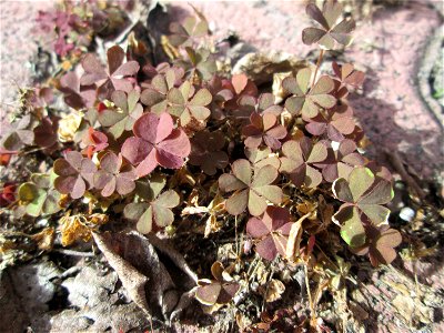 Ritzen-Botanik: Horn-Sauerklee (Oxalis corniculata) in Hockenheim - ursprünglich aus dem Mittelmeergebiet