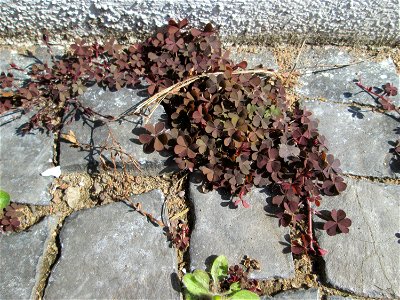 Ritzenbotanik: Horn-Sauerklee (Oxalis corniculata) in Saarbrücken