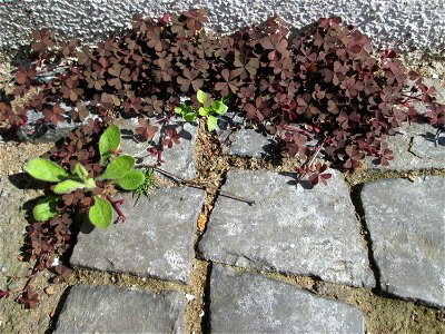 Ritzenbotanik: Horn-Sauerklee (Oxalis corniculata) in Saarbrücken