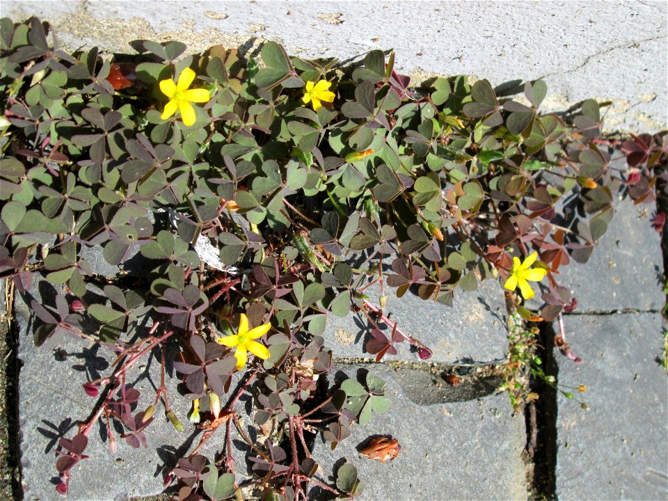 Ritzenbotanik: Horn-Sauerklee (Oxalis corniculata) auf Pflasterstein in Saarbrücken