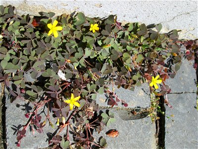 Ritzenbotanik: Horn-Sauerklee (Oxalis corniculata) auf Pflasterstein in Saarbrücken