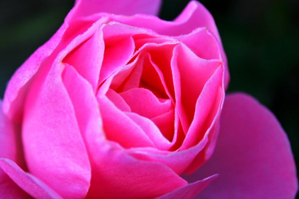 Pink the roses bloom bloom