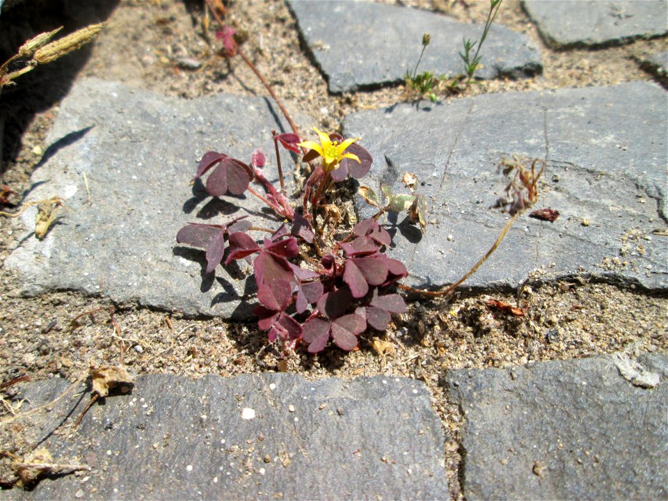Ritzenbotanik: Horn-Sauerklee (Oxalis corniculata) auf Pflasterstein in Saarbrücken