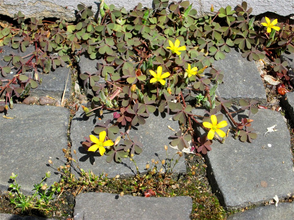Ritzenbotanik: Horn-Sauerklee (Oxalis corniculata) auf Pflasterstein in Saarbrücken