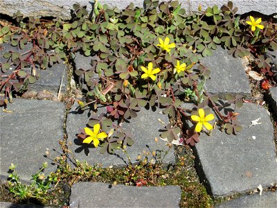 Ritzenbotanik: Horn-Sauerklee (Oxalis corniculata) auf Pflasterstein in Saarbrücken
