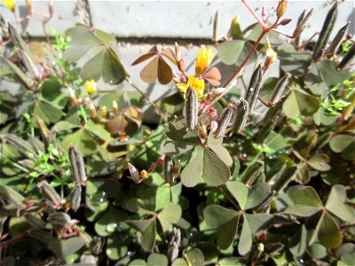 Horn-Sauerklee (Oxalis corniculata) in Saarbrücken