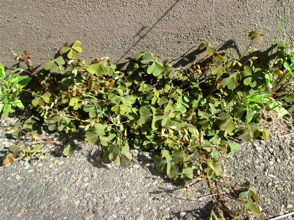 Ritzenbotanik: Horn-Sauerklee (Oxalis corniculata) auf Straßenpflaster in Hockenheim