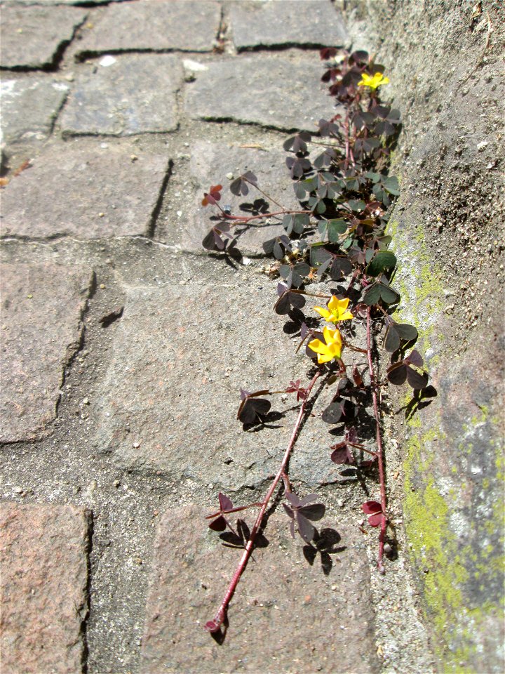 Ritzenbotanik: Horn-Sauerklee (Oxalis corniculata) in Saarbrücken