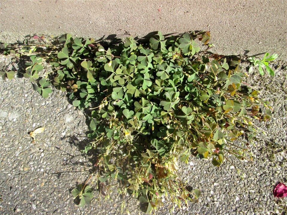 Ritzenbotanik: Horn-Sauerklee (Oxalis corniculata) auf Straßenpflaster in Hockenheim