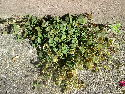 Ritzenbotanik: Horn-Sauerklee (Oxalis corniculata) auf Straßenpflaster in Hockenheim