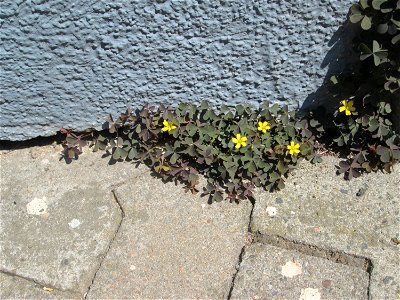 Ritzenbotanik: Horn-Sauerklee (Oxalis corniculata) auf Pflasterstein in Saarbrücken