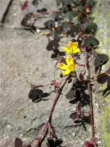 Ritzenbotanik: Horn-Sauerklee (Oxalis corniculata) in Saarbrücken - ursprünglich aus dem Mittelmeergebiet