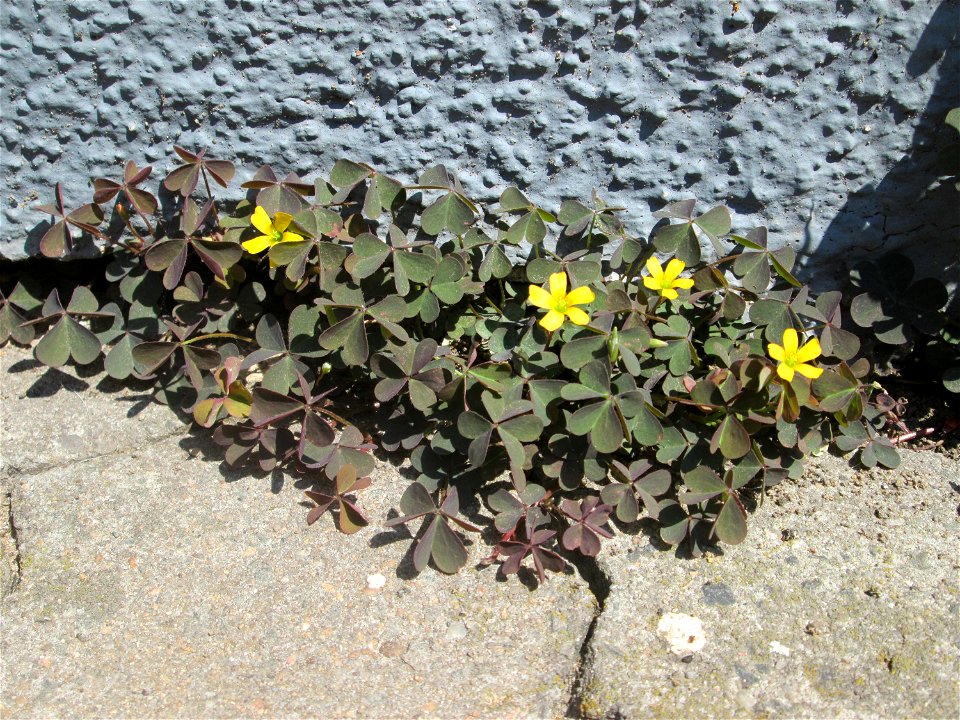 Ritzenbotanik: Horn-Sauerklee (Oxalis corniculata) auf Pflasterstein in Saarbrücken