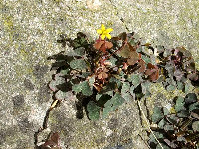 Horn-Sauerklee (Oxalis corniculata) auf Pflastersteinen in Neustadt an der Weinstraße
