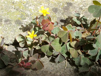 Horn-Sauerklee (Oxalis corniculata) auf Pflastersteinen in Neustadt an der Weinstraße