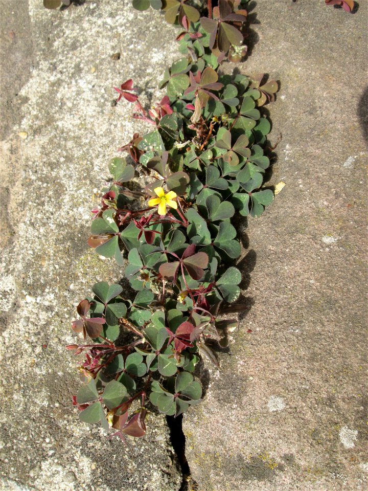 Horn-Sauerklee (Oxalis corniculata) in Saarbrücken