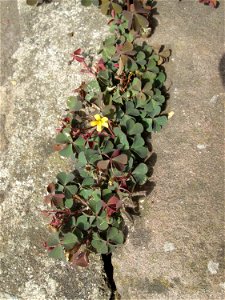 Horn-Sauerklee (Oxalis corniculata) in Saarbrücken