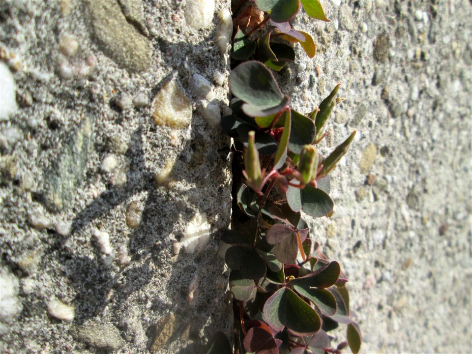 Horn-Sauerklee (Oxalis corniculata) an einer Mauer in Schwetzingen - Ursprung: Mittelmeergebiet
