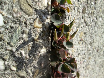 Horn-Sauerklee (Oxalis corniculata) an einer Mauer in Schwetzingen - Ursprung: Mittelmeergebiet