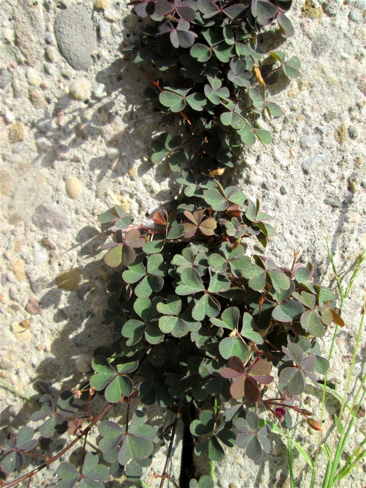 Horn-Sauerklee (Oxalis corniculata) an einer Mauer in Schwetzingen - Ursprung: Mittelmeergebiet