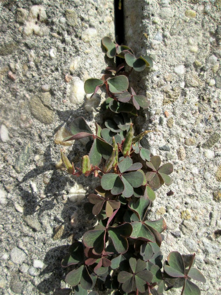 Horn-Sauerklee (Oxalis corniculata) an einer Mauer in Schwetzingen - Ursprung: Mittelmeergebiet