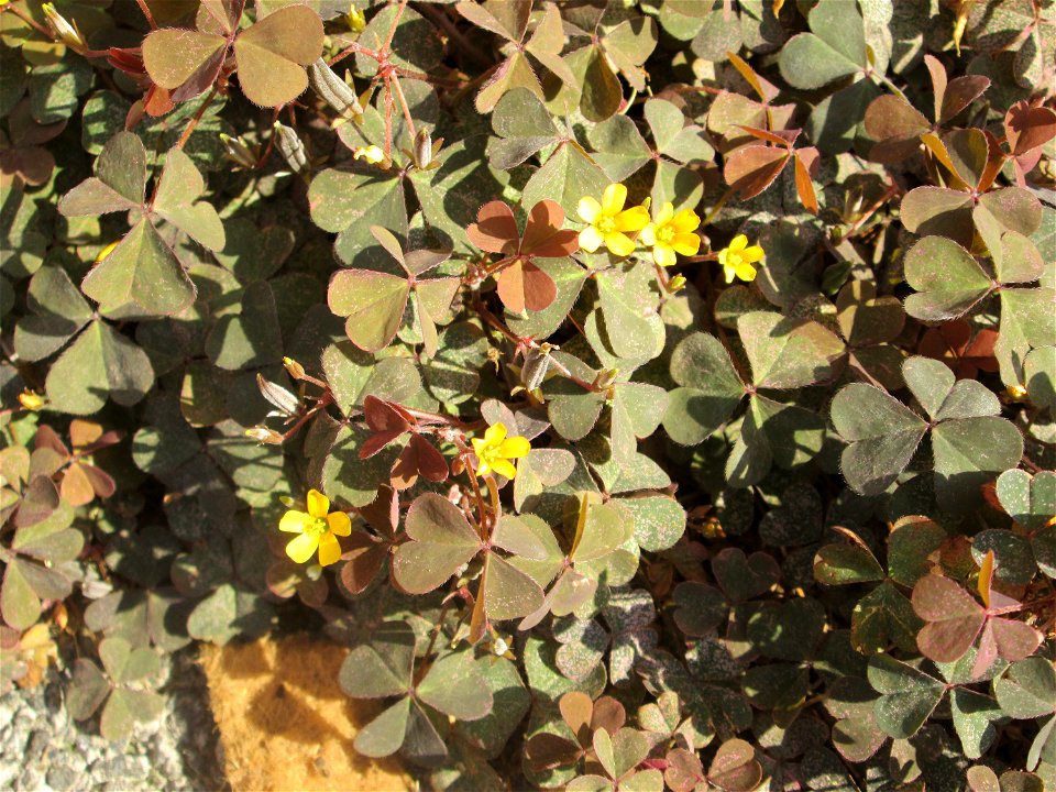 Horn-Sauerklee (Oxalis corniculata) in Schwetzingen - Ursprung: Mittelmeergebiet