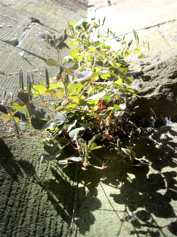 Horn-Sauerklee (Oxalis corniculata) an der Böschungsmauer am Staden in Saarbrücken
