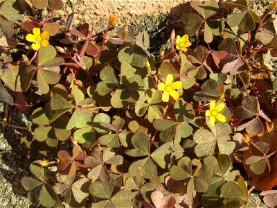 Horn-Sauerklee (Oxalis corniculata) in Schwetzingen - Ursprung: Mittelmeergebiet