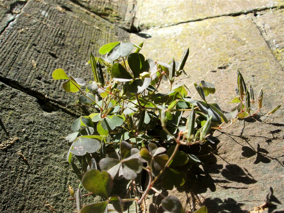 Horn-Sauerklee (Oxalis corniculata) an der Böschungsmauer am Staden in Saarbrücken