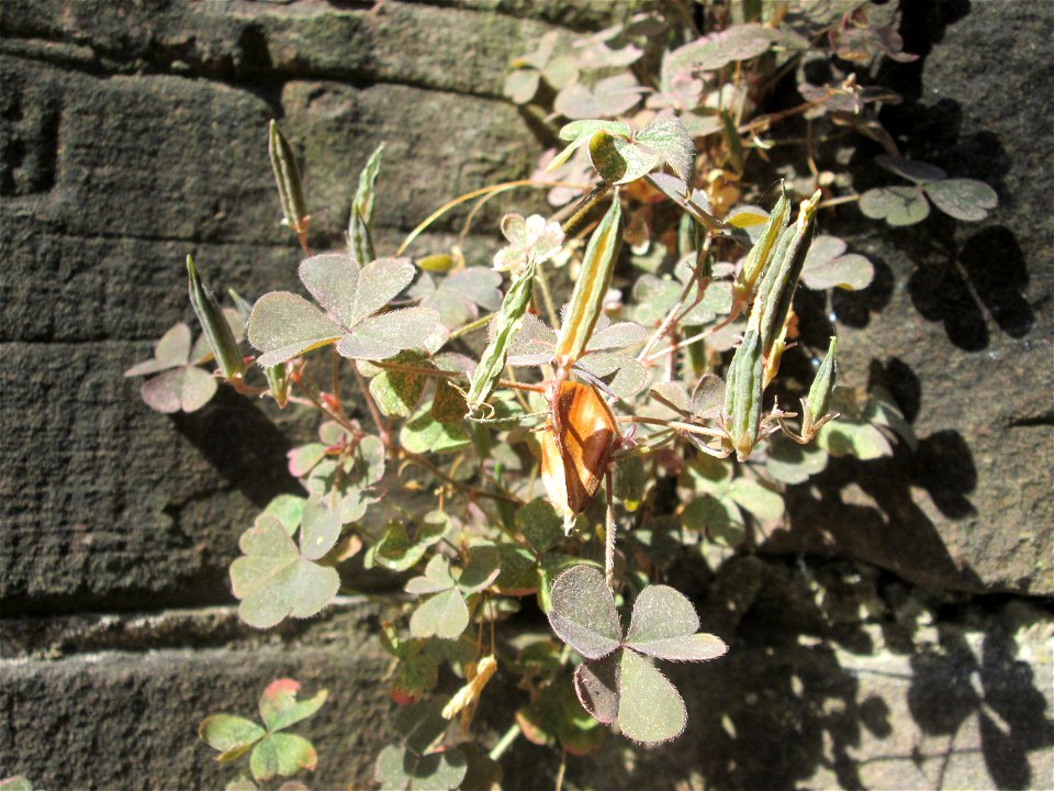 Horn-Sauerklee (Oxalis corniculata) an der Böschungsmauer am Staden in Saarbrücken