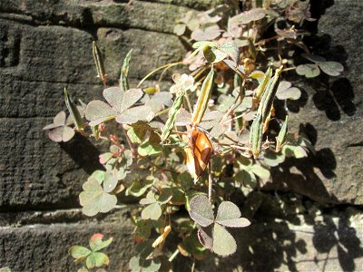 Horn-Sauerklee (Oxalis corniculata) an der Böschungsmauer am Staden in Saarbrücken