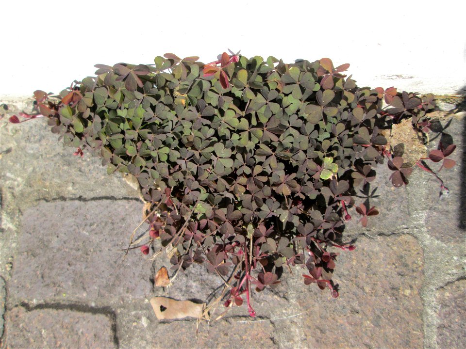 Horn-Sauerklee (Oxalis corniculata) in Saarbrücken - häufig an der Kante zwischen Hauswand und Bürgersteig, außerhalb städtischer Siedlungen kaum zu finden