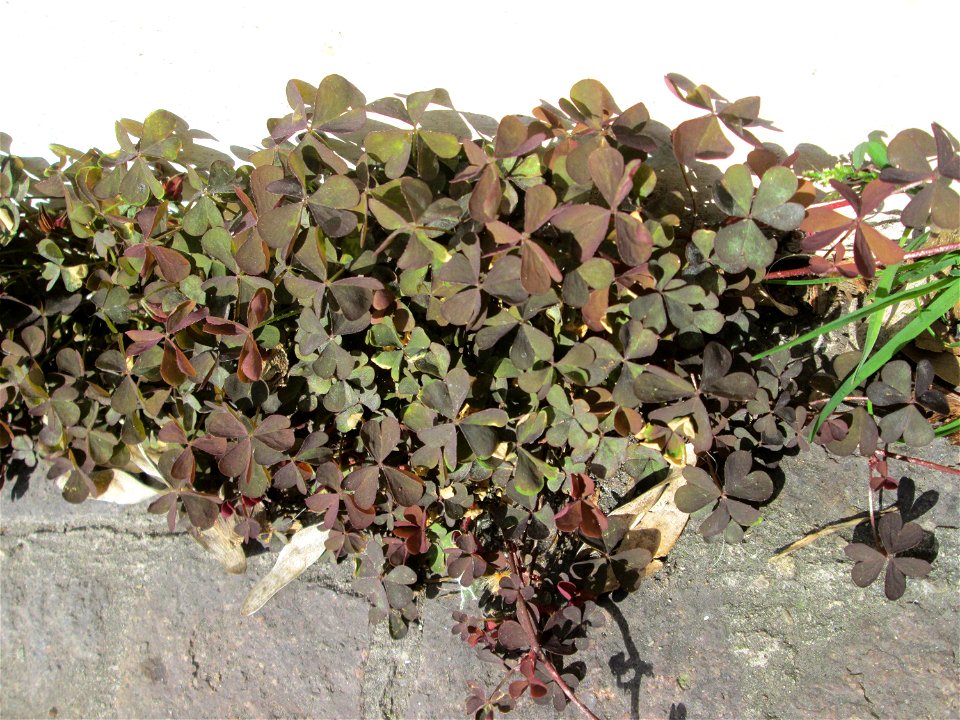 Horn-Sauerklee (Oxalis corniculata) in Saarbrücken - häufig an der Kante zwischen Hauswand und Bürgersteig, außerhalb städtischer Siedlungen kaum zu finden