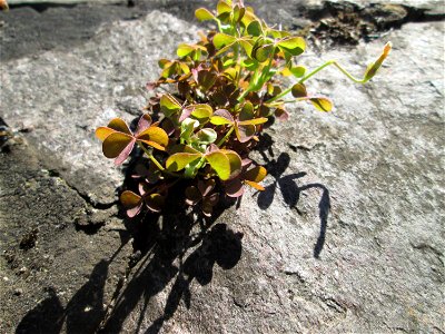 Horn-Sauerklee (Oxalis corniculata) in Saarbrücken