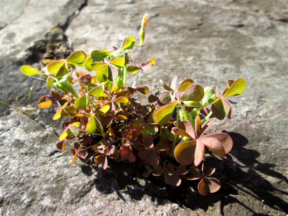 Horn-Sauerklee (Oxalis corniculata) in Saarbrücken