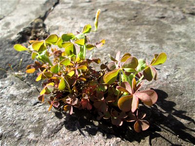 Horn-Sauerklee (Oxalis corniculata) in Saarbrücken