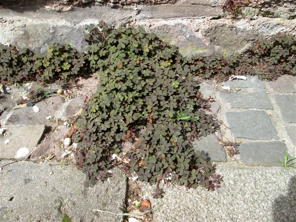 Horn-Sauerklee (Oxalis corniculata) in Saarbrücken - häufig in Pflaster-Ritzen an Hauswänden