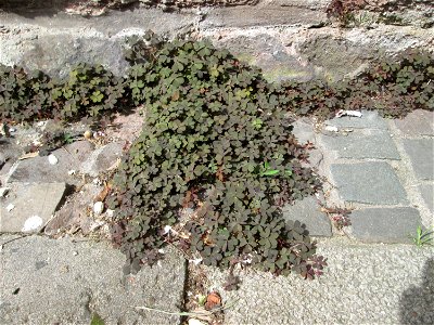 Horn-Sauerklee (Oxalis corniculata) in Saarbrücken - häufig in Pflaster-Ritzen an Hauswänden