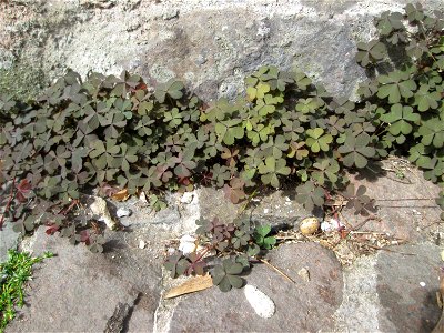 Horn-Sauerklee (Oxalis corniculata) in Saarbrücken - häufig in Pflaster-Ritzen an Hauswänden