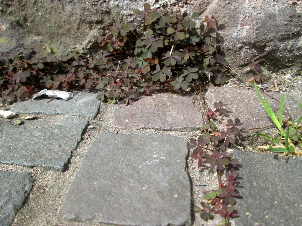 Horn-Sauerklee (Oxalis corniculata) in Saarbrücken - häufig in Pflaster-Ritzen an Hauswänden