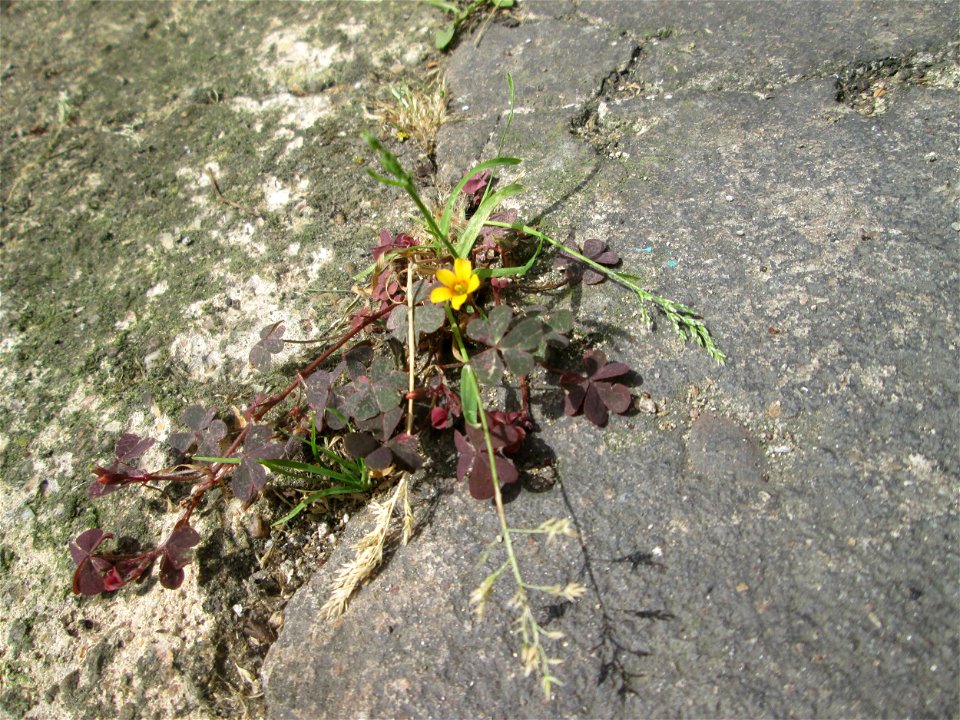 Horn-Sauerklee (Oxalis corniculata) auf Pflasterstein in Saarbrücken