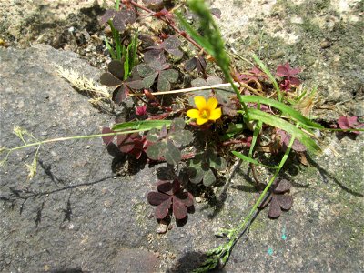 Horn-Sauerklee (Oxalis corniculata) auf Pflasterstein in Saarbrücken