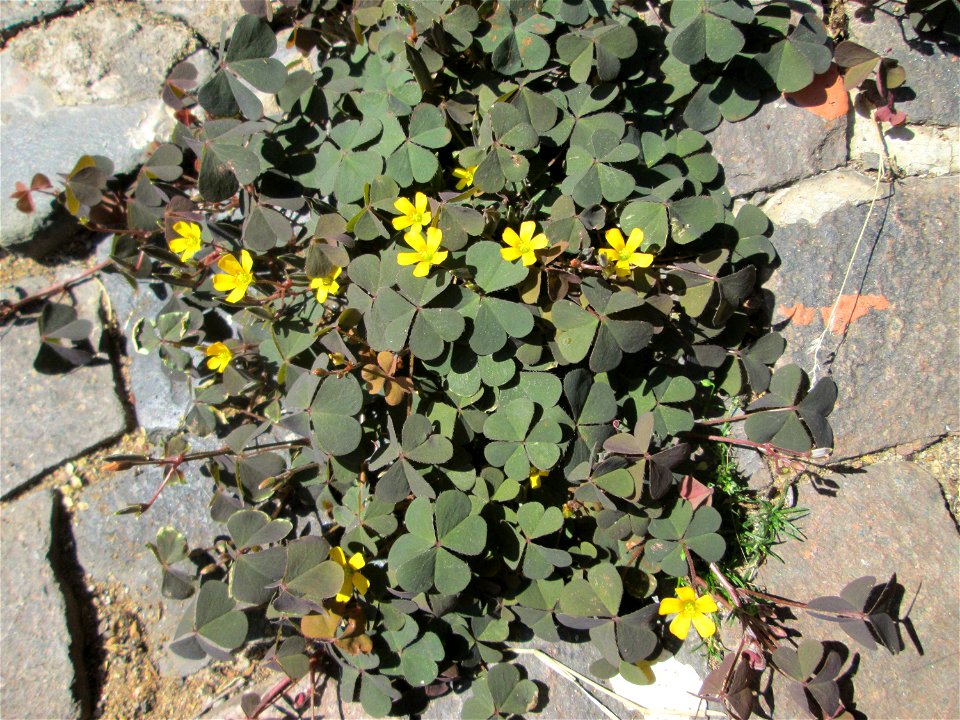 Horn-Sauerklee (Oxalis corniculata) in Saarbrücken