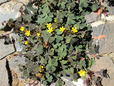 Horn-Sauerklee (Oxalis corniculata) in Saarbrücken