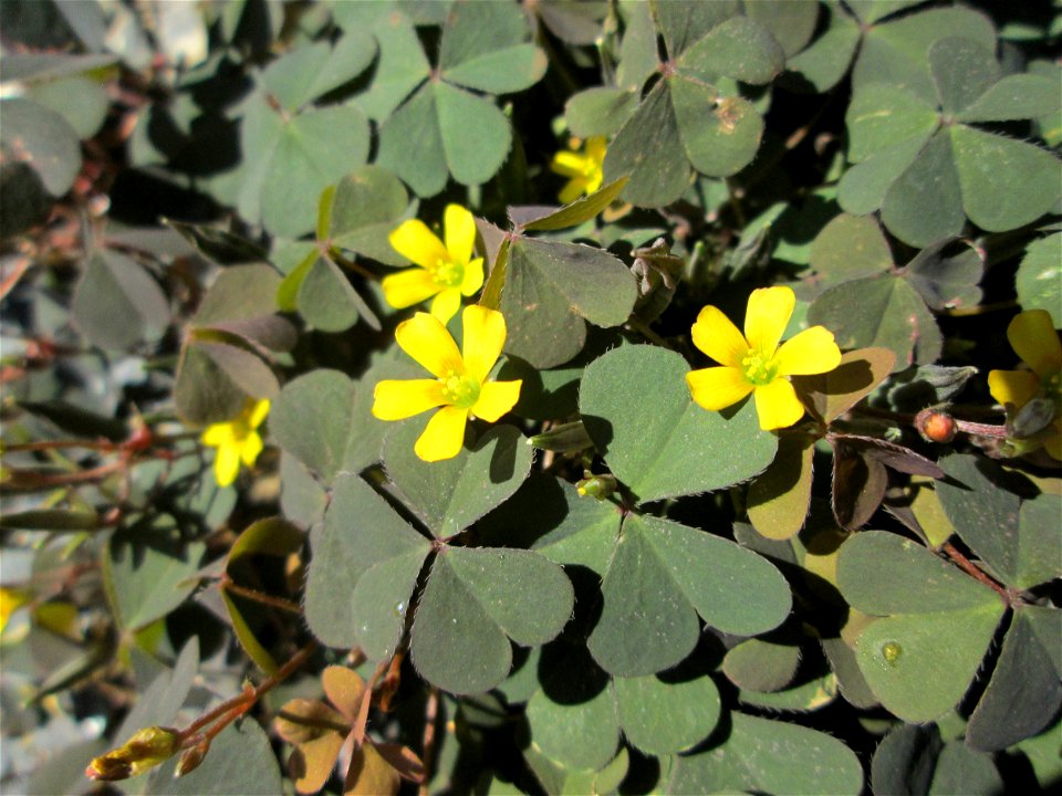 Horn-Sauerklee (Oxalis corniculata) in Saarbrücken
